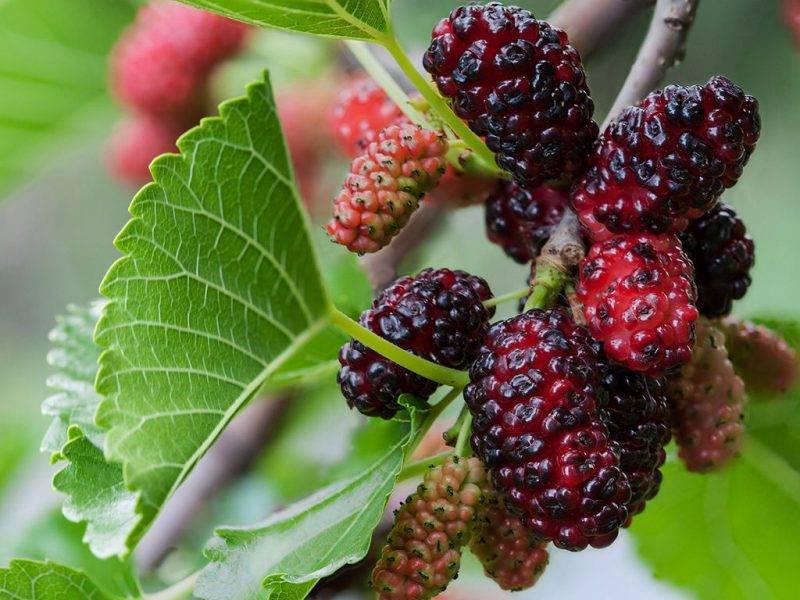Шелковица купить саженцы из питомнике в Нягани