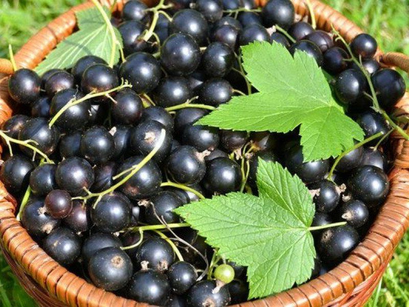Смородина купить саженцы из питомника в Нягани