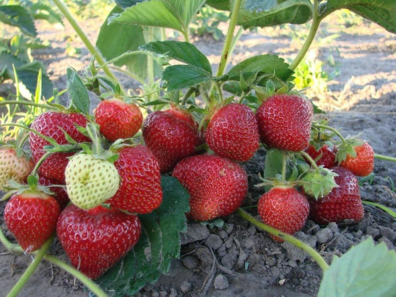 Клубника купить саженцы из питомника в Нягани