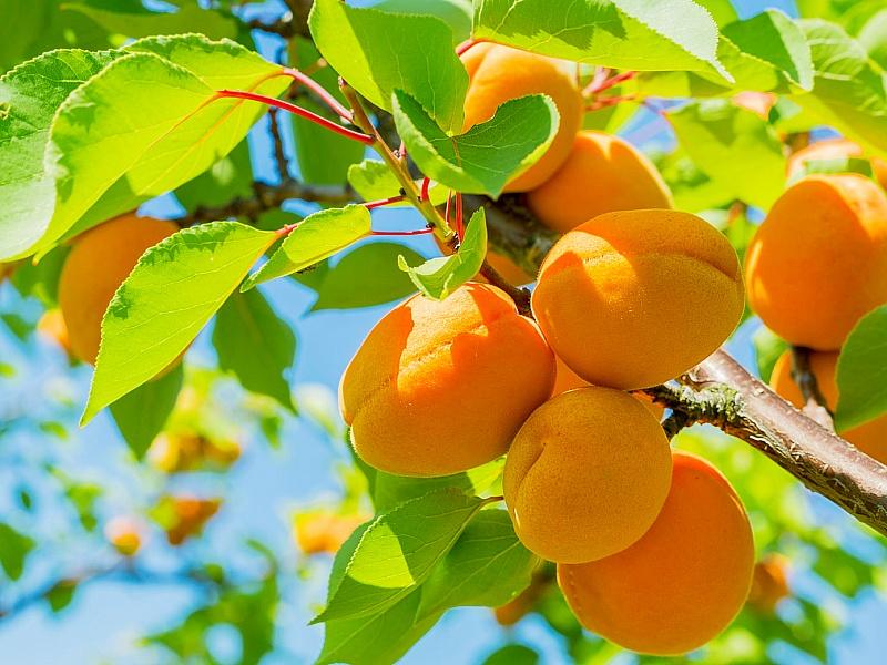 Абрикос купить саженцы из питомнике в Нягани