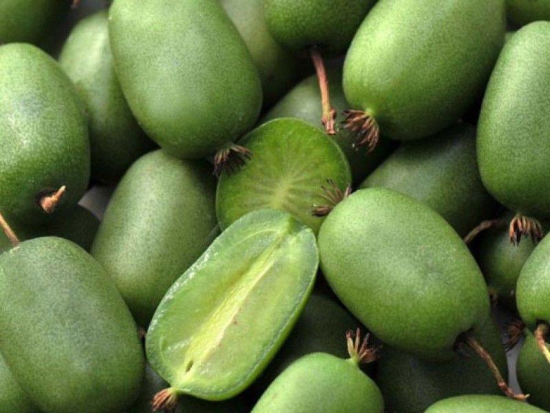Актинидия купить саженцы из питомнике в Нягани
