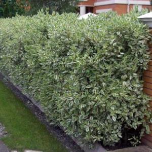 Дерен "КАРАНТУС" (стакан Р9)