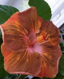 Гибискус " Golden Ball" травянистый