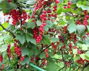 Смородина "ДЖОНКЕР ВАН ТЕС"