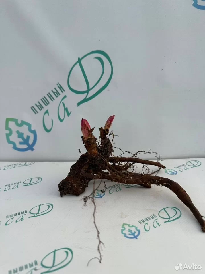 Пион Бартзелла