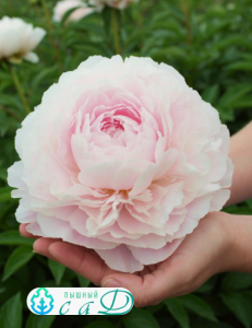 Пион "КОРИНА ВЕРСАН"