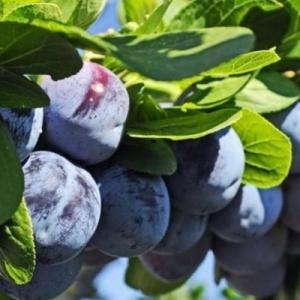 Слива "БЛЮ ФРИ"